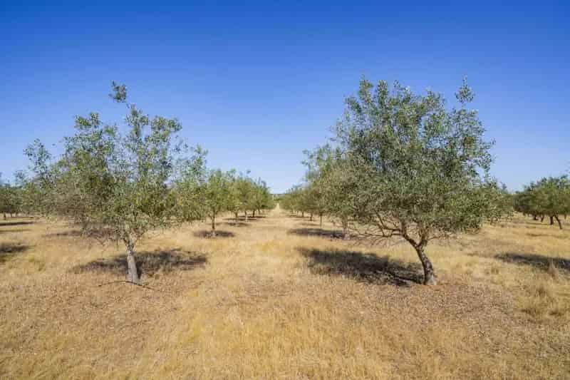 Buy regenerative agricultural farm in Wagga Wagga with olive grove