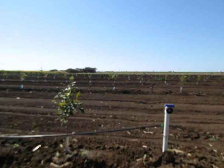 Farm for Sale Near Bundaberg with Rich Soil and Multiple Features