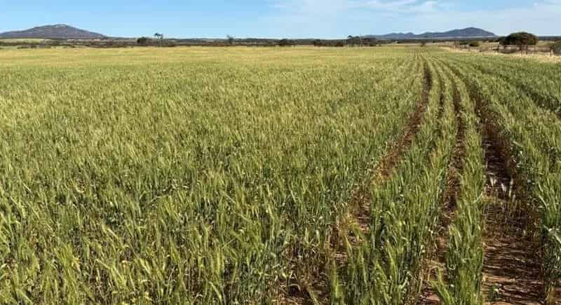 Rural property For Sale , The District Council of Cleve, South Australia