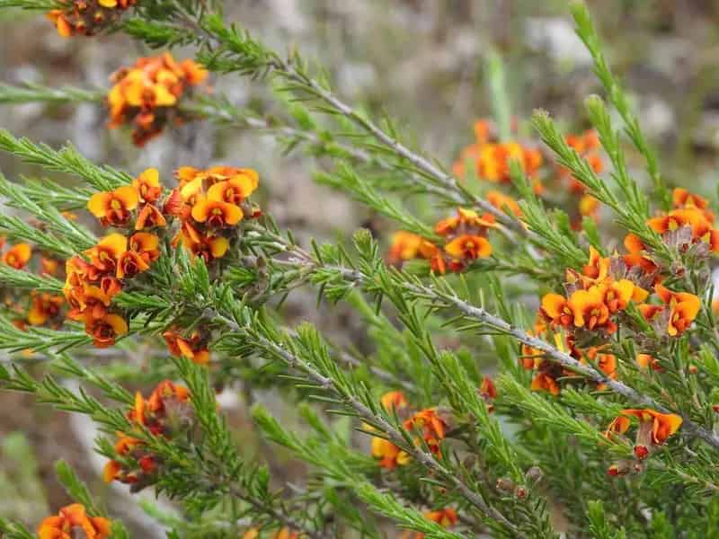 Buy Rural Property Brunonia Natural Bushland with Development Potential