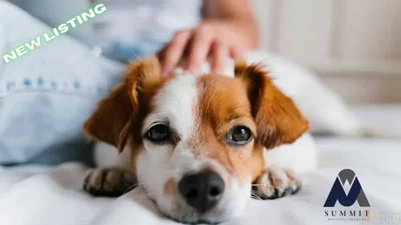 Buy animal minding service business opportunity in Canberra