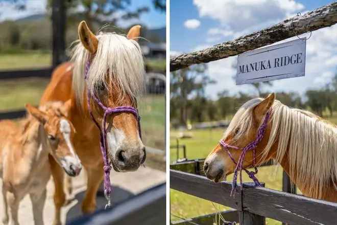 Acreage For Sale in 146, Marsh Street, Armidale, New South Wales