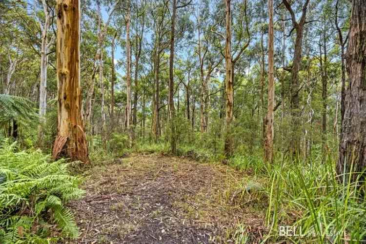 Buy Land in Healesville with Natural Bush Setting and Wildlife