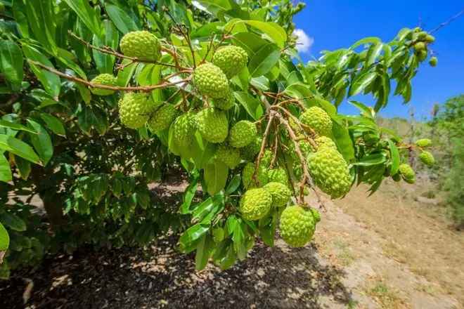 Rural For Sale in Bundaberg, Queensland