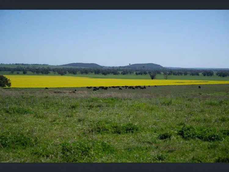 Rural For Rent in Dubbo Regional Council, New South Wales