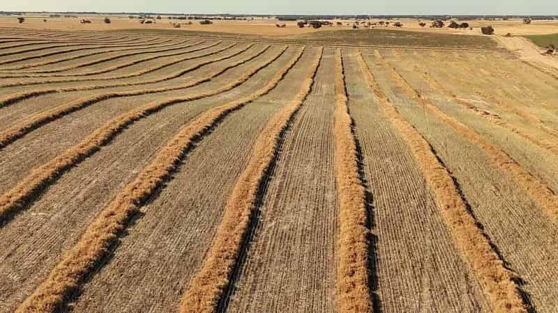 Buy Rural Property in Bordertown with Excellent Mixed Farming Opportunity