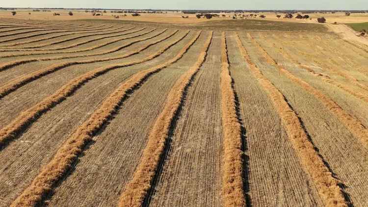 Buy Rural Property in Bordertown with Excellent Mixed Farming Opportunity