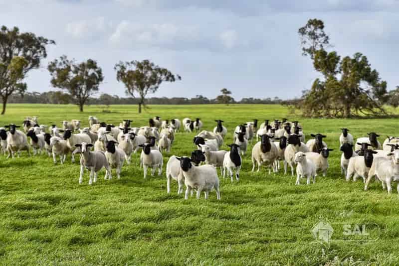 Buy grazing and cropping property More Rain Downs in South Australia with modern features