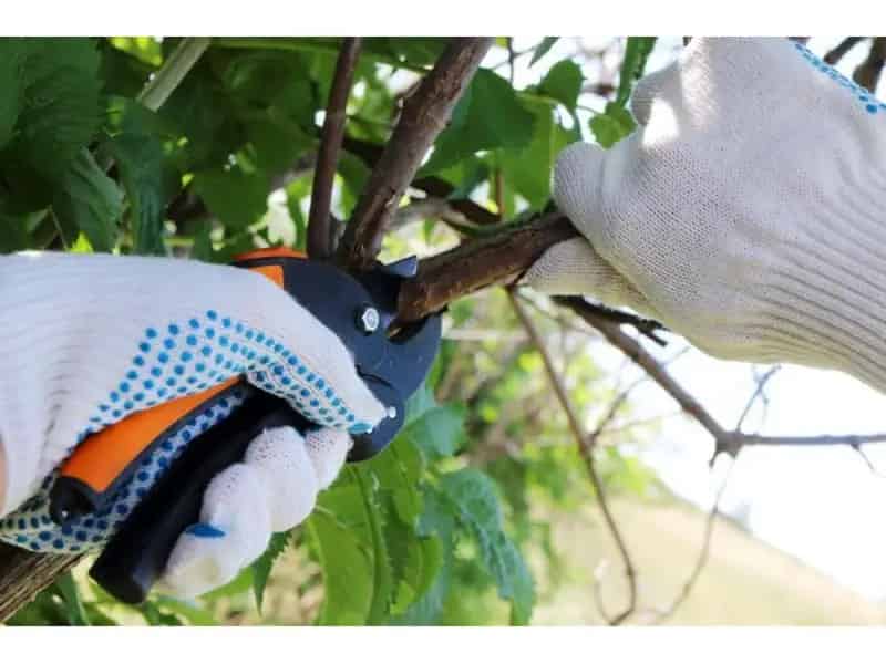 34548 Profitable Arboriculture Business - Growth Potential