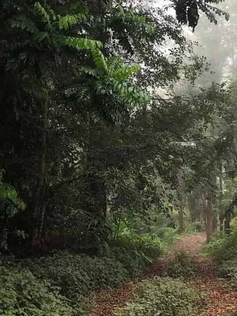 Build Your Dream Home on 6,668m² Block of Bushland in Tamborine Mountain