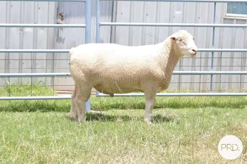 Buy rural property in Ashburnia with champion stud ewes and prime lambs