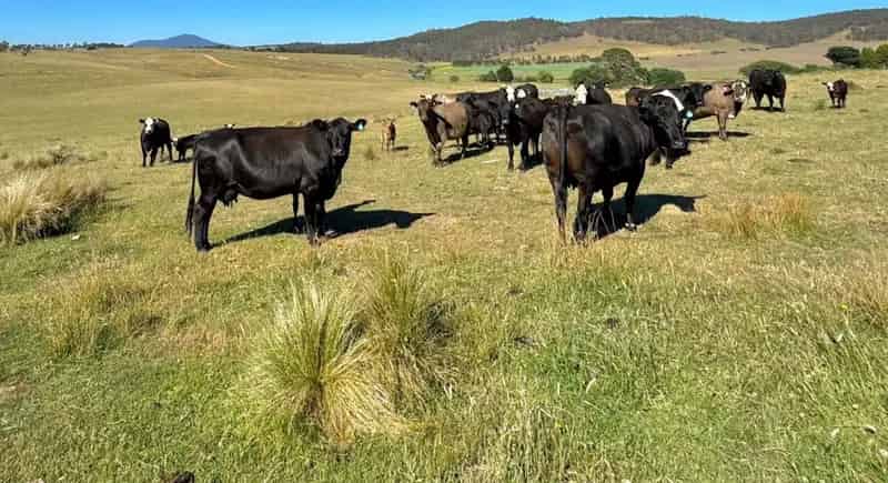 Rural property For Sale , Delegate, New South Wales