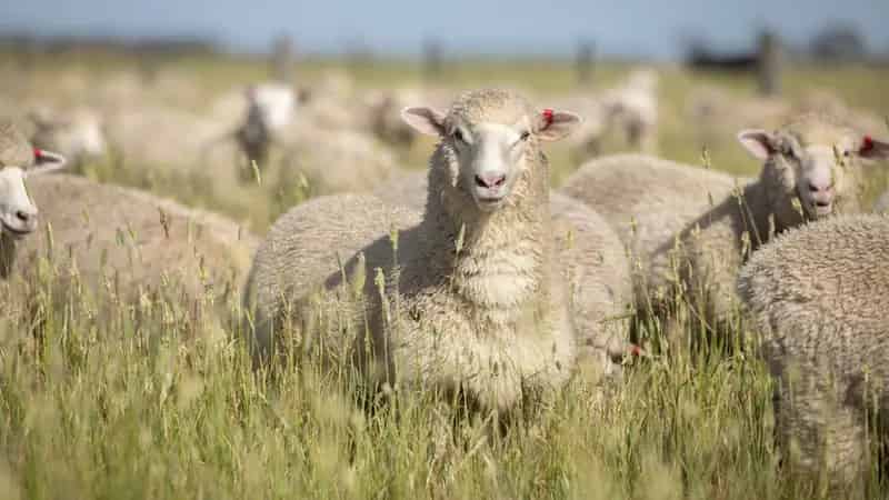Rural property For Sale , Millicent, South Australia