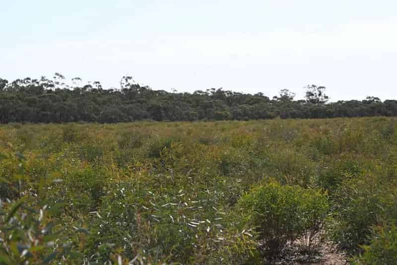 Buy rural property 8 Hectares native bush allotment near Kingower