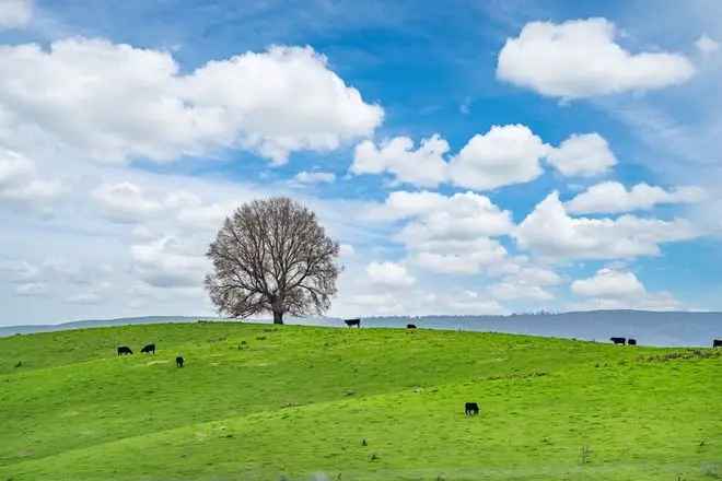 Rural For Sale in Snowy Valleys Council, New South Wales