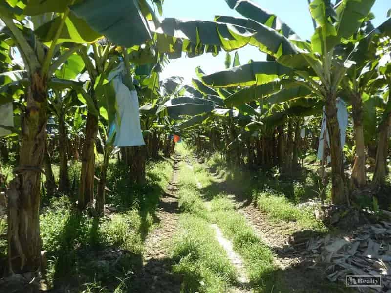 Buy banana farm near Liverpool Creek with extensive improvements