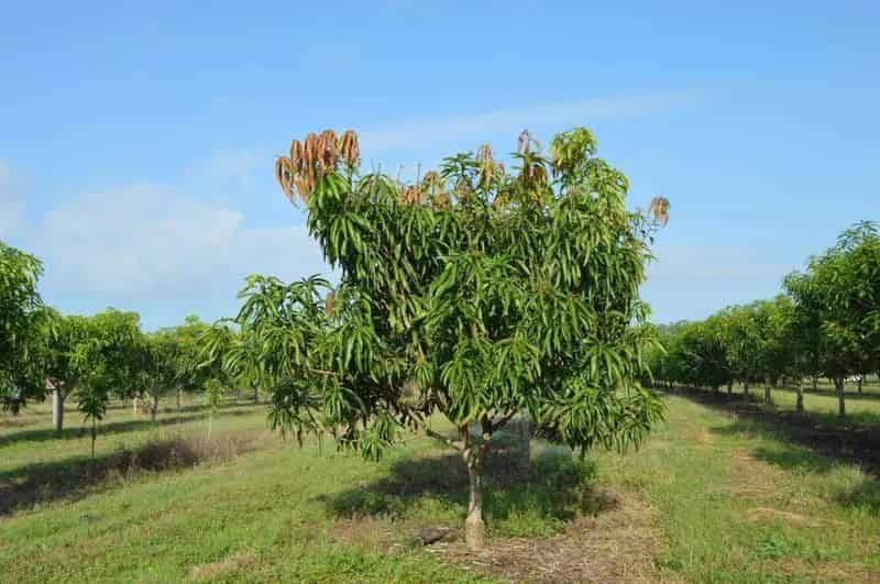 Rural property For Sale , Tumbling Waters, Northern Territory