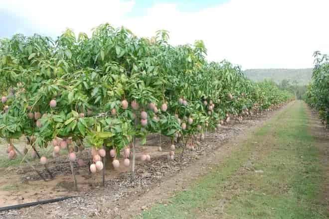 Rural property For Sale , Mareeba Shire, Queensland