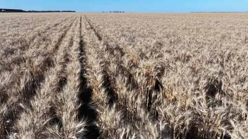 Buy rural property with irrigation in Moree with developed farmland and shed